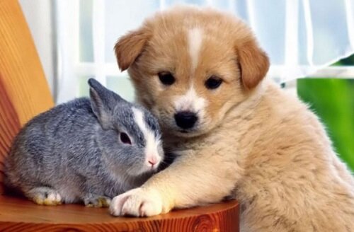 Самые дорогие питомцы пира