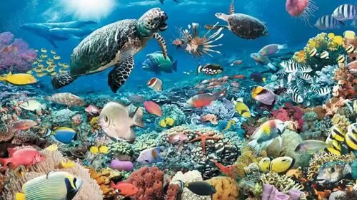 морское и океаническое дно