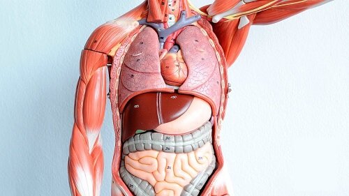 органы человека